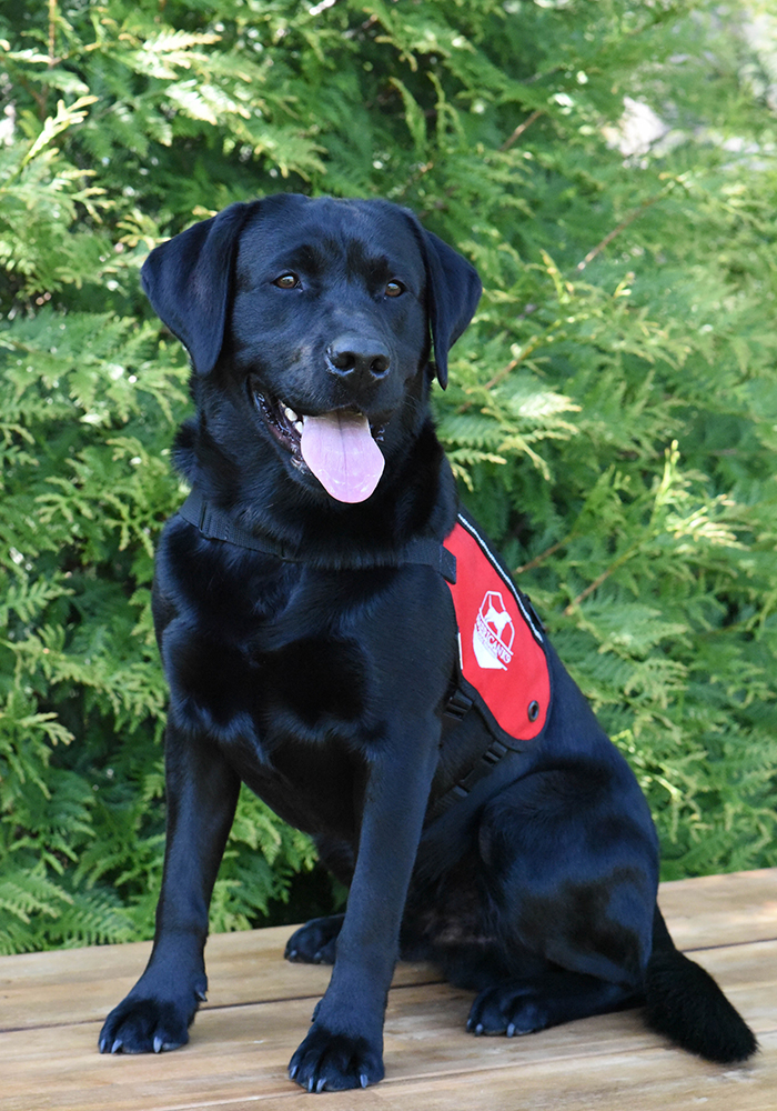 Freedom Ranch Labrador