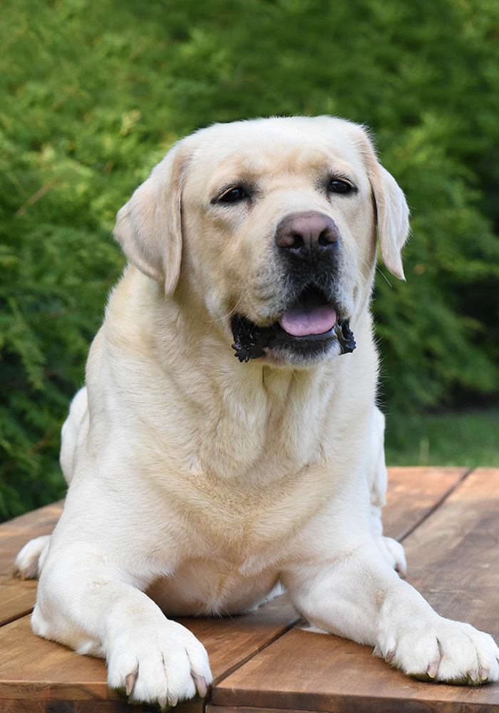 Freedom Ranch Labrador
