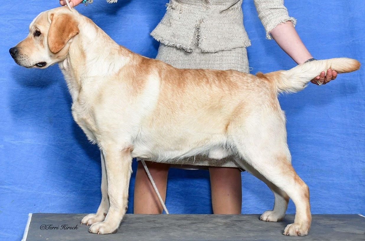 Gordo